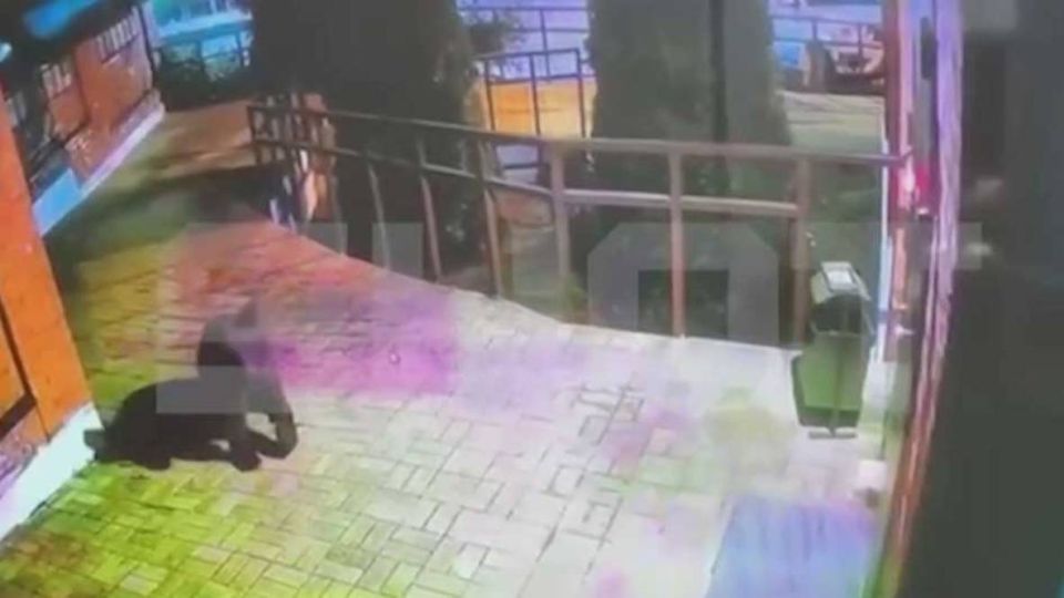 В Сочи медведи выходили к людям больше 1,5 тысячи раз за последние три года