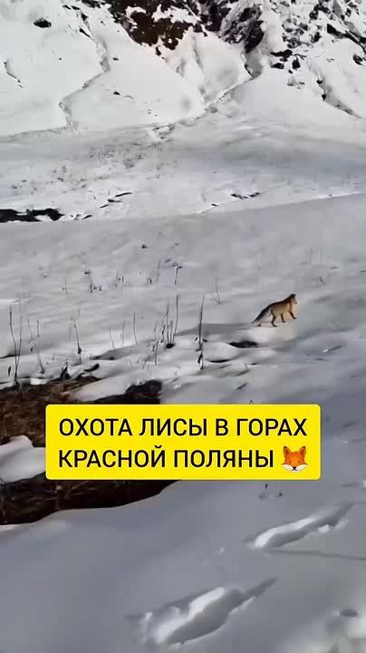 На заснеженном Бзерпинском карнизе удалось заснять охоты лисы