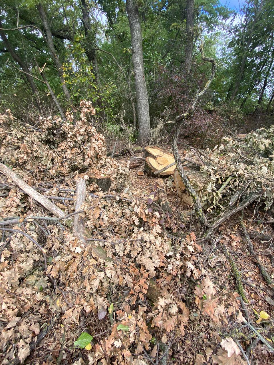 По результатам проверки, проведенной прокуратурой Кореновского района, возбуждено уголовное дело в отношении мужчины, осуществившего незаконную рубку деревьев в особо крупном размере