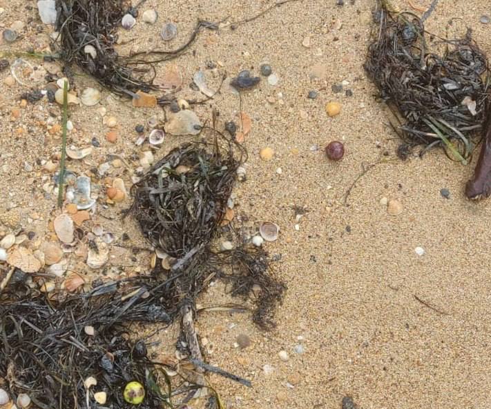 Свежие выбросы нефтепродуктов обнаружили в Анапе