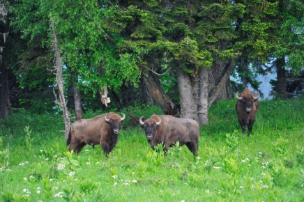 Шесть горных зубров из Кавказского биосферного заповедника передадут в Абхазию в 2026 году