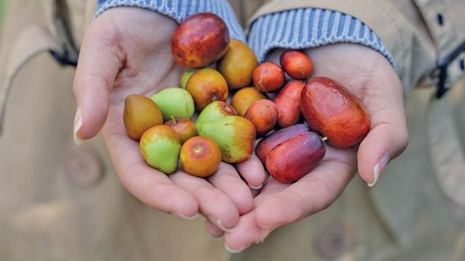 От фейхоа до мушмулы: какие экзотические фрукты выращивают в Крыму