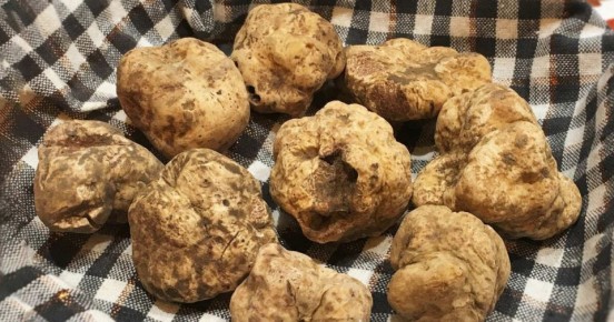 Самый дорогой в мире вид трюфеля нашли в Краснодарском крае