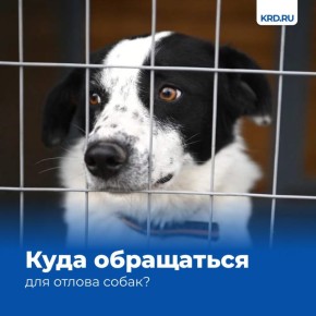 Как подать заявку для отлова бродячих животных