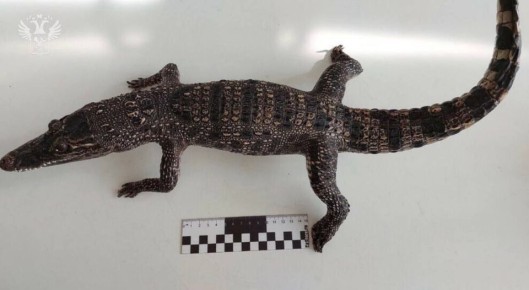 Чего только не найдешь в дамской сумочке! У прилетевшей из Вьетнама россиянки, например, нашли чучело крокодила