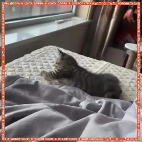 С бодрым утром!