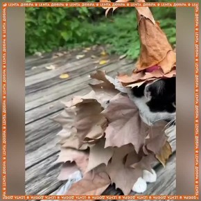 Здравствуйте, к вам заглянул дух осени