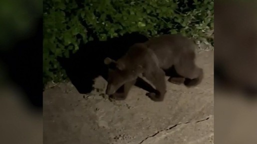 В городе участились случаи преступных вылазок медведей