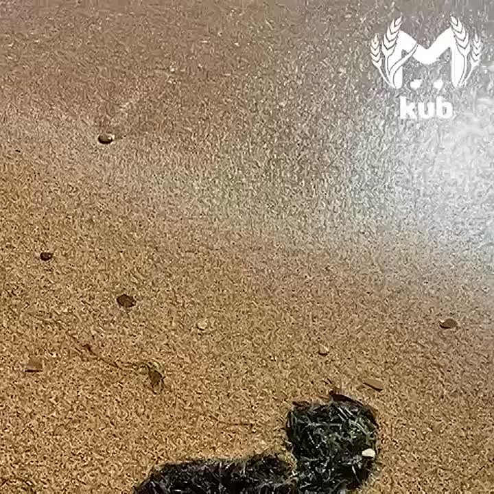 Нефтяные выбросы вперемешку с водорослями нашли в Темрюкском районе