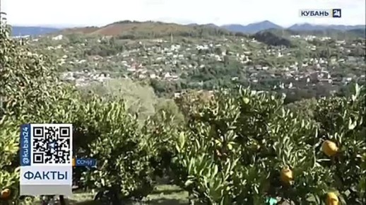 Сбор субтропических фруктов в самом разгаре на Кубани