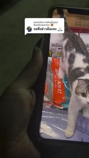 Милота: в Таиланде уличные коты помогли найти пропавшего котика