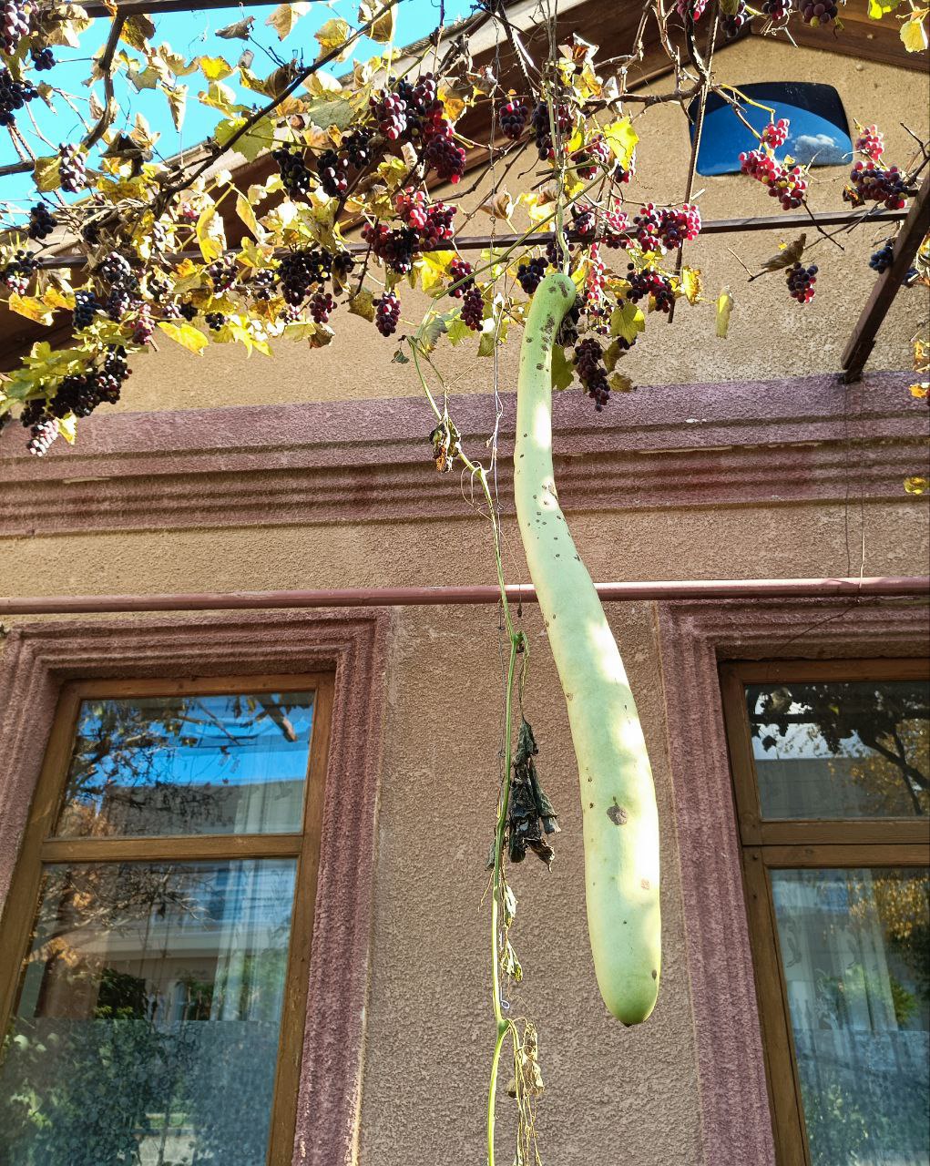У жителей Кубани прямо под окнами выросли огромные лагенарии