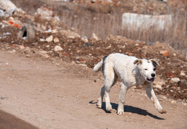 Мальчика на смерть загрызли бродячие собаки в Красноярском крае