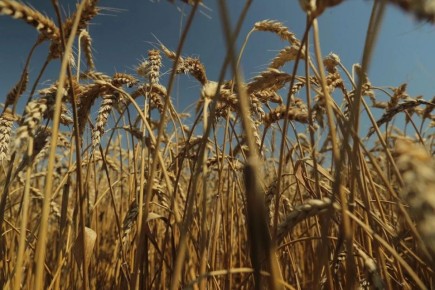 В Краснодаре завершился сев озимого ячменя и рапса