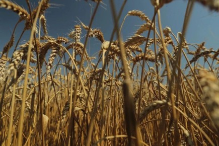 В краевой столице завершили сев озимого ячменя и рапса на площадях в 754 и 780 гектаров