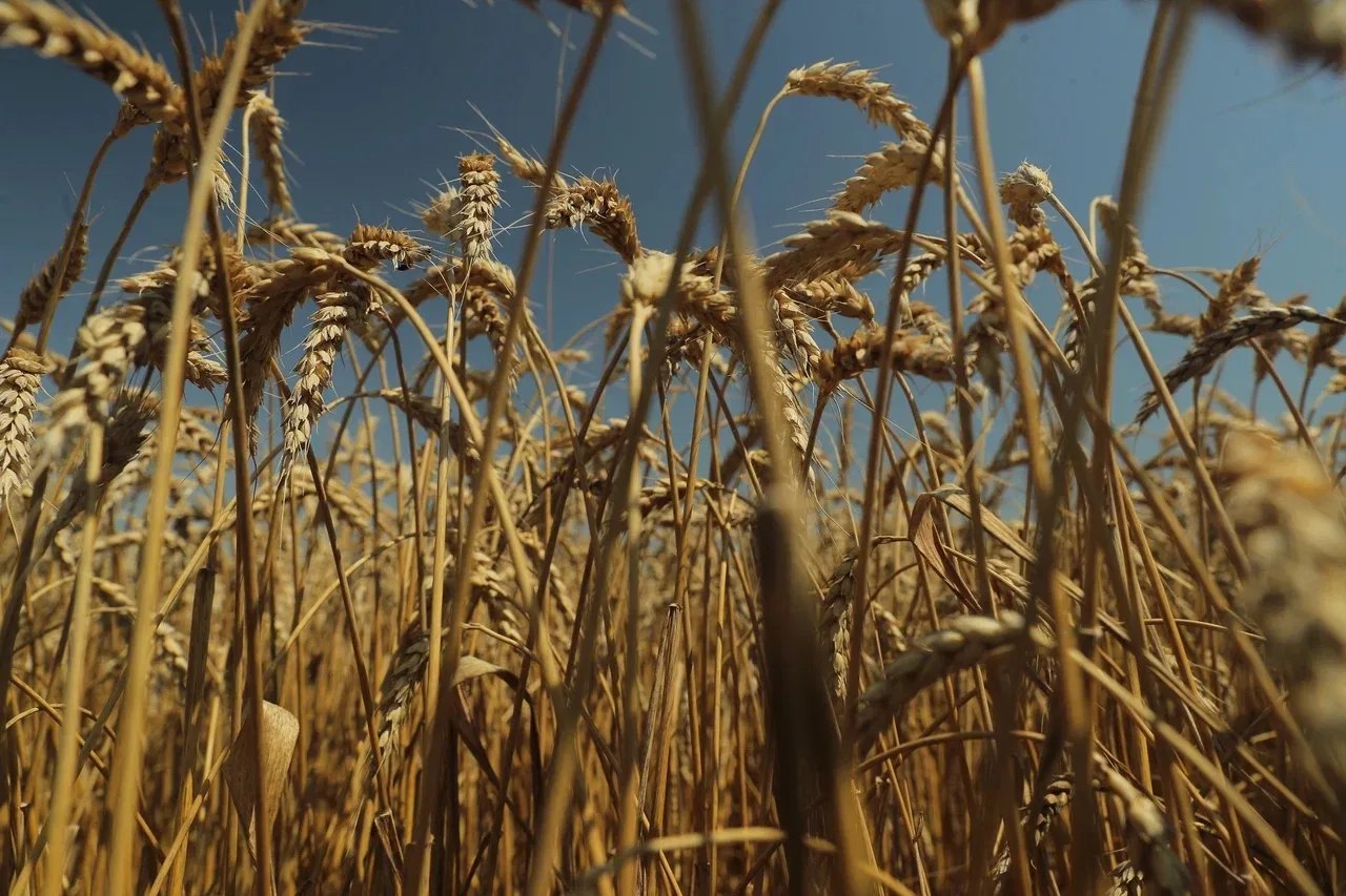 В краевой столице завершили сев озимого ячменя и рапса на площадях в 754 и 780 гектаров