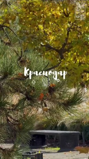 Краснодарская осень. Сегодня нас ждет по-настоящему уютный и тёплый день