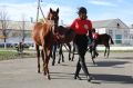 В Мостовском районе провели смотр-конкурс лошадей для конноспортивных школ Кубани
