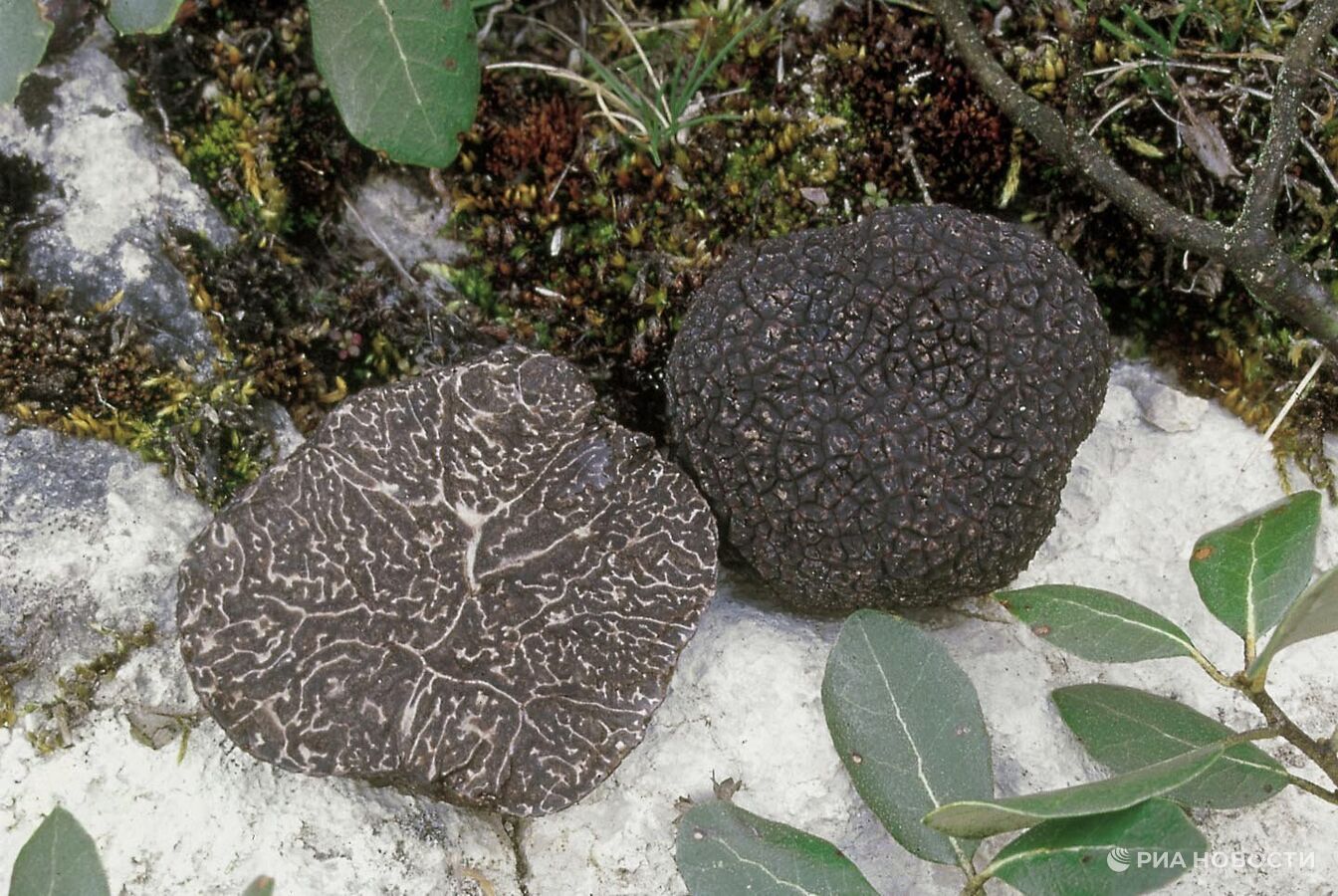 В Саратовской области нашли самые дорогие в мире черные трюфели