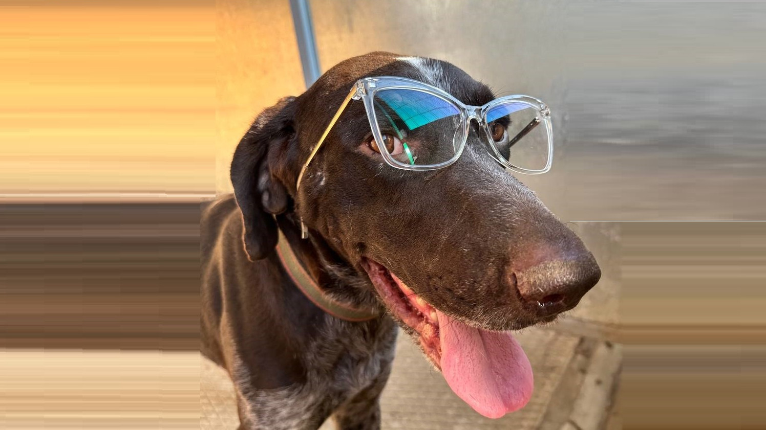 Краснодарским собачникам придется лучше приглядывать за своими питомцами