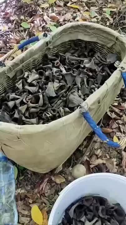 Целую поляну редких черных лисичек обнаружили грибники в Адыгее