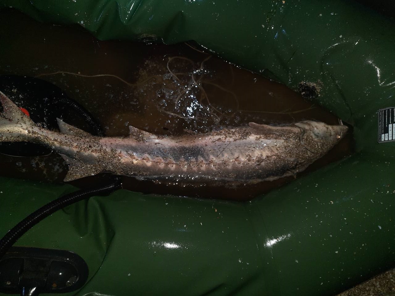 Браконьер промышлял добычей краснокнижных осетров в Приморско-Ахтарском округе