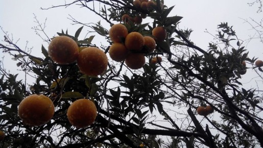 Мандариновый сезон набирает обороты на Кубани