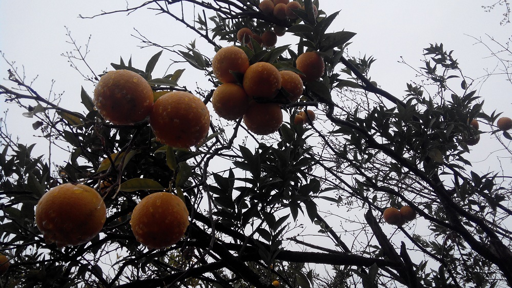 Мандариновый сезон набирает обороты на Кубани