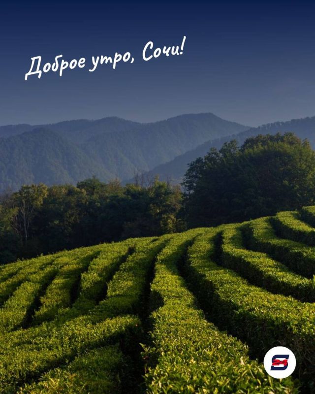 Доброе утро!. Факт о Сочи: у нас растут настоящие бананы - правда, они не вызревают, но выглядят очень экзотично