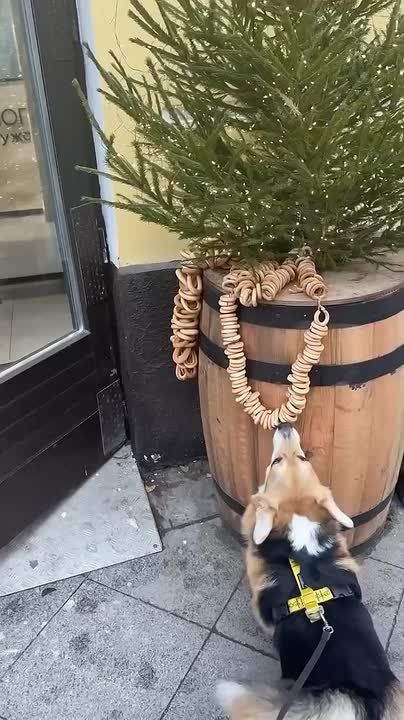 Салон красоты в Краснодаре украсил вход к Новому году баранками, но у корги на это всё оказались другие планы…