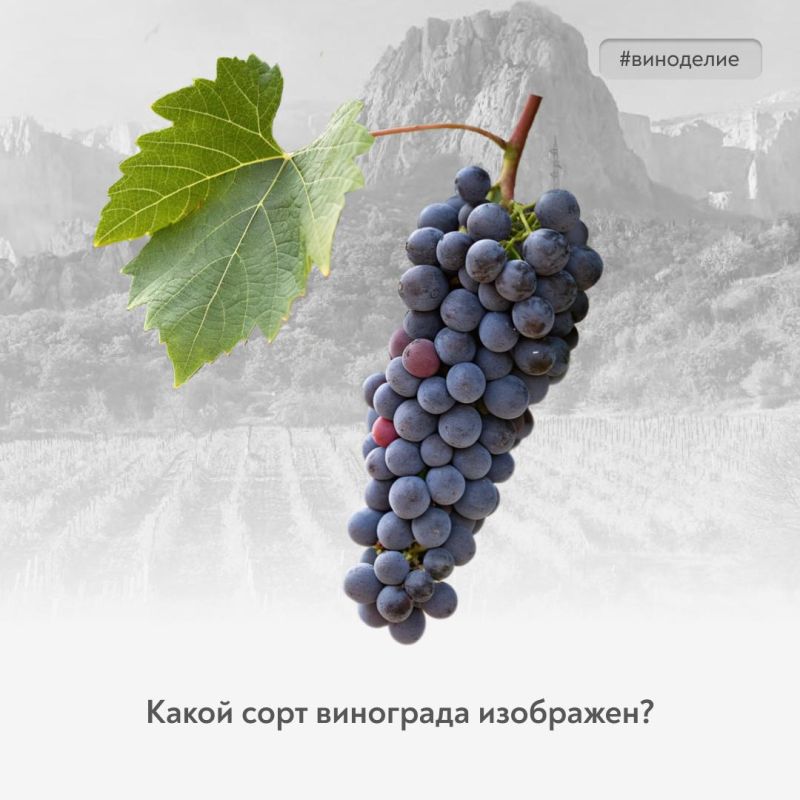 Сорт, который знают все. В рубрике #винный_квиз – сорт, который полюбился российским виноградарям и ценителям мягких, фруктовых красных вин