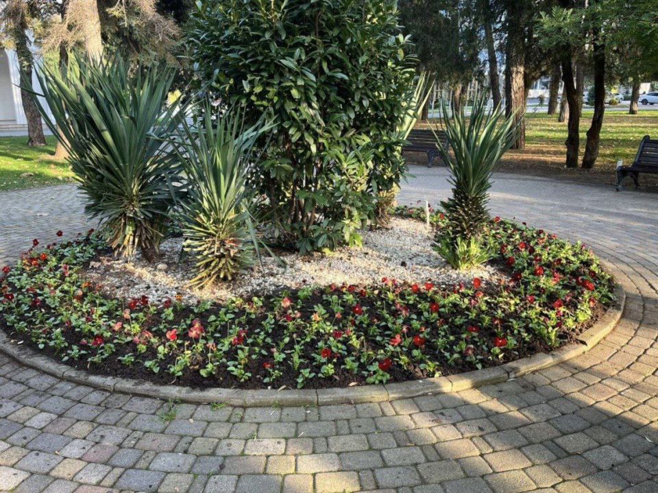 Продолжается высадка зимних виол