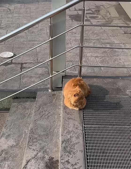 У «Фишта» обнаружили вот такого рыжего фаната