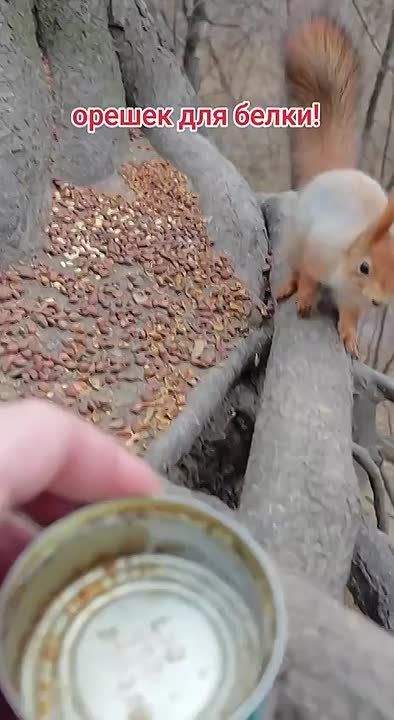 И накормили, и напоили рыжую (или больше серую?) красавицу!