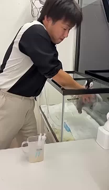 Самая милая работа: сотрудники японского океанариума показали, чем занимаются в рабочее время