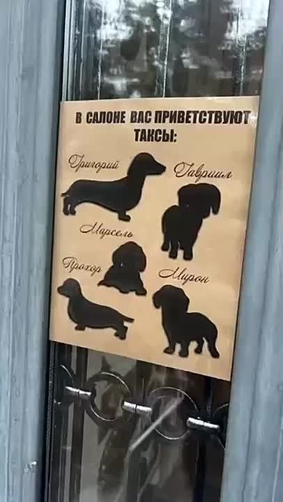 Самые милые сотрудники: в московском мебельном салоне обнаружили хвостатых консультантов