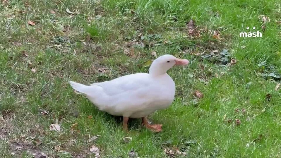 Трогательная история не гадкого утенка