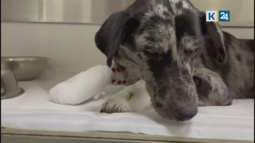 Связанная собака и ее щенки, обнаруженные под Краснодаром, не были бродячими