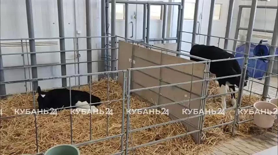 +2 теленка-клона — в биотехнической лаборатории кубанского сельхозпредприятия