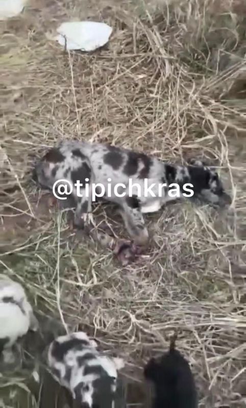 В одном из краснодарских пабликов появилось ужасное видео