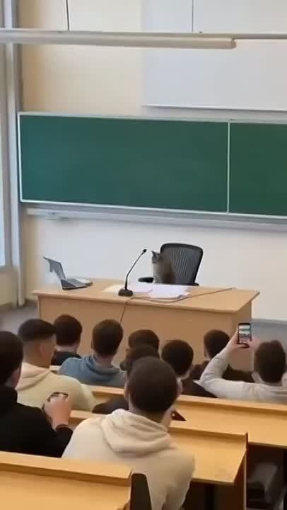 Во Франции замечен самый умный кот, который читает студентам лекции по квантовой физике, пока профессор запаздывает