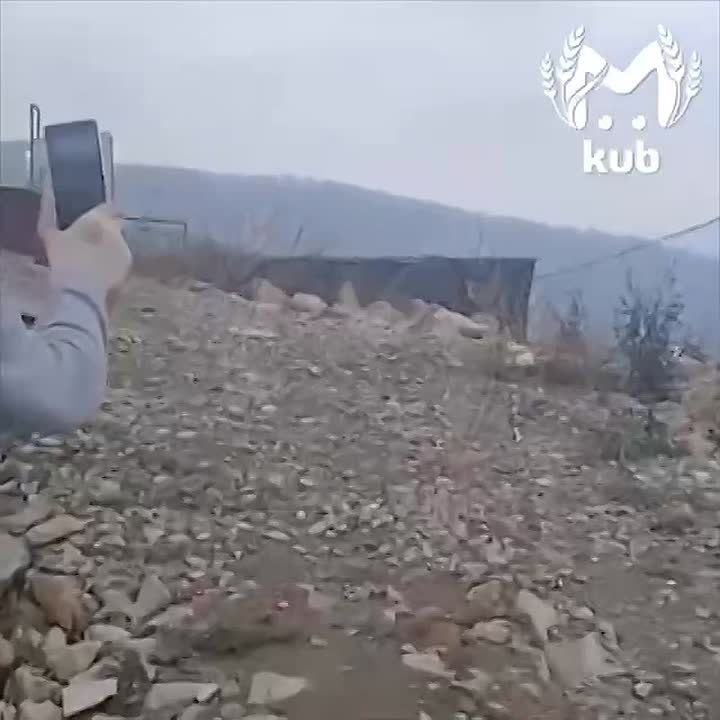 Хищного сервала заметили в Хостинском районе