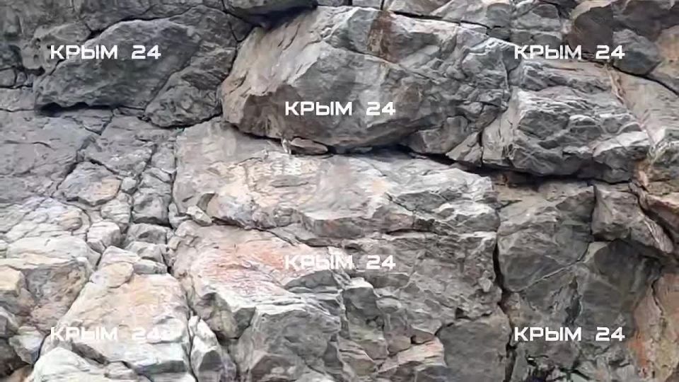 Хорошие новости: кошка Муся, которая чудом выжила после падения со скалы, полностью восстановилась