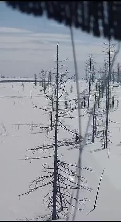 Тысячи северных оленей парализовали трассу