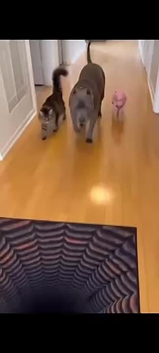 Отвлечёмся от новостей.. Сообразительный пес нашел выход из ситуации