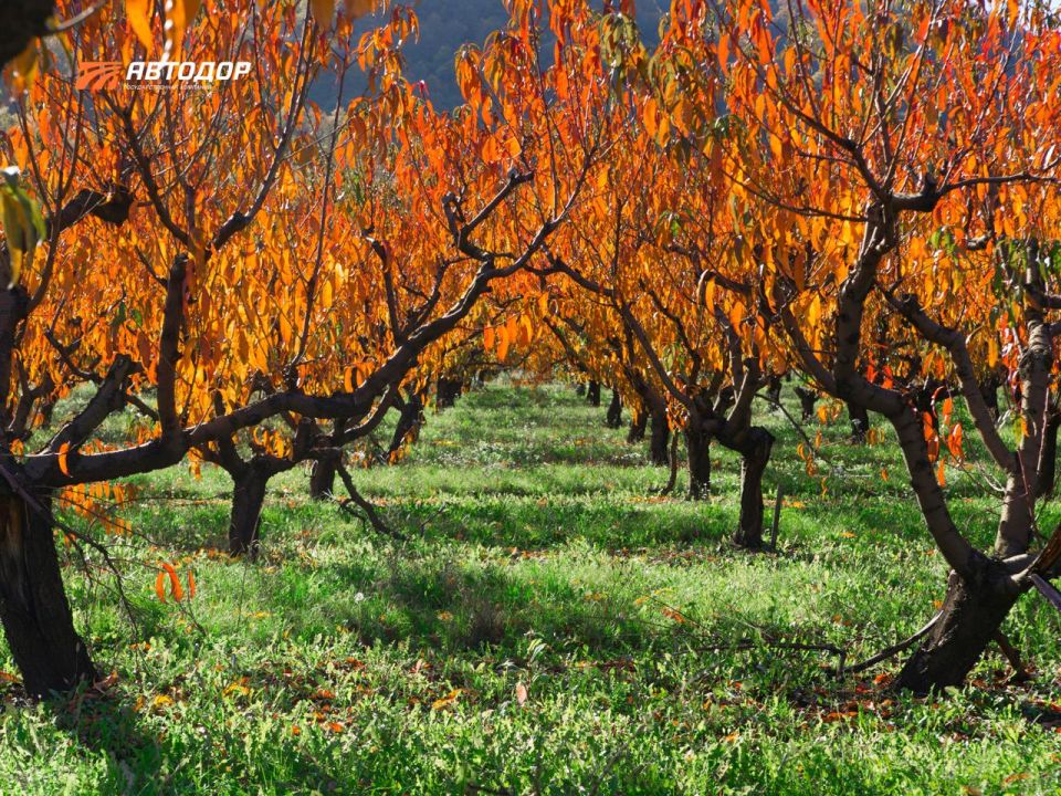 Путешественники, отельеры, риелторы и ретейлеры, перевозчики и блогеры – все отмечают одно и то же: популярность новой скоростной трассы А-289 в Краснодарском крае неуклонно растет