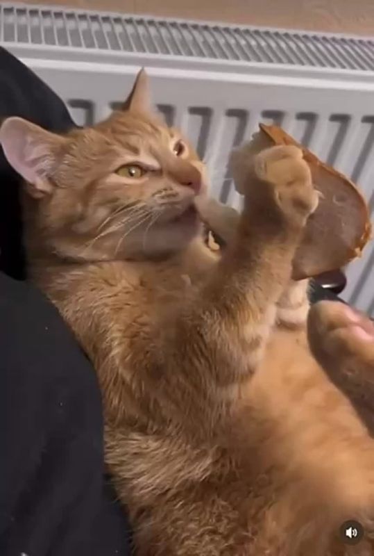 Ну наконец-то хлеба дали! А то всё вискас, вискас