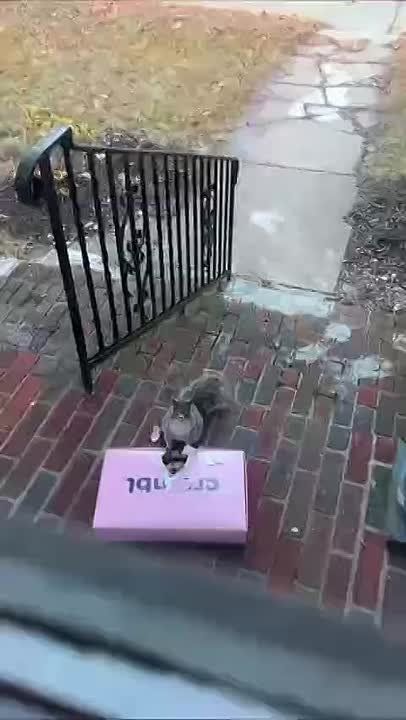 Белка стала звездой соцсетей: пушистая воровка вскрыла пачку печений и была поймана с поличным