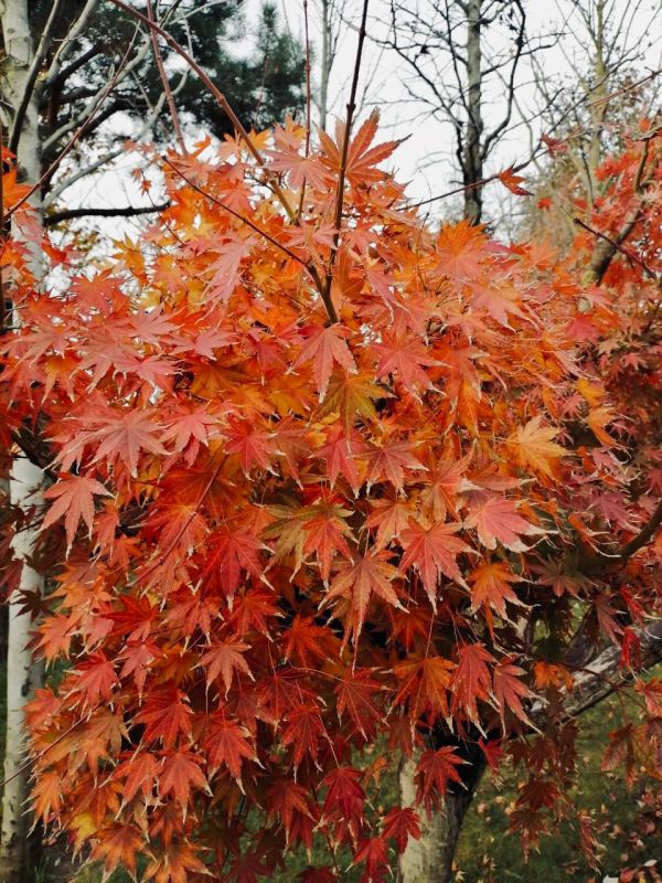 Доброе утро!. Сегодня, 25 ноября 2025 года, вторник — день, когда стоит прислушаться к внутреннему голосу