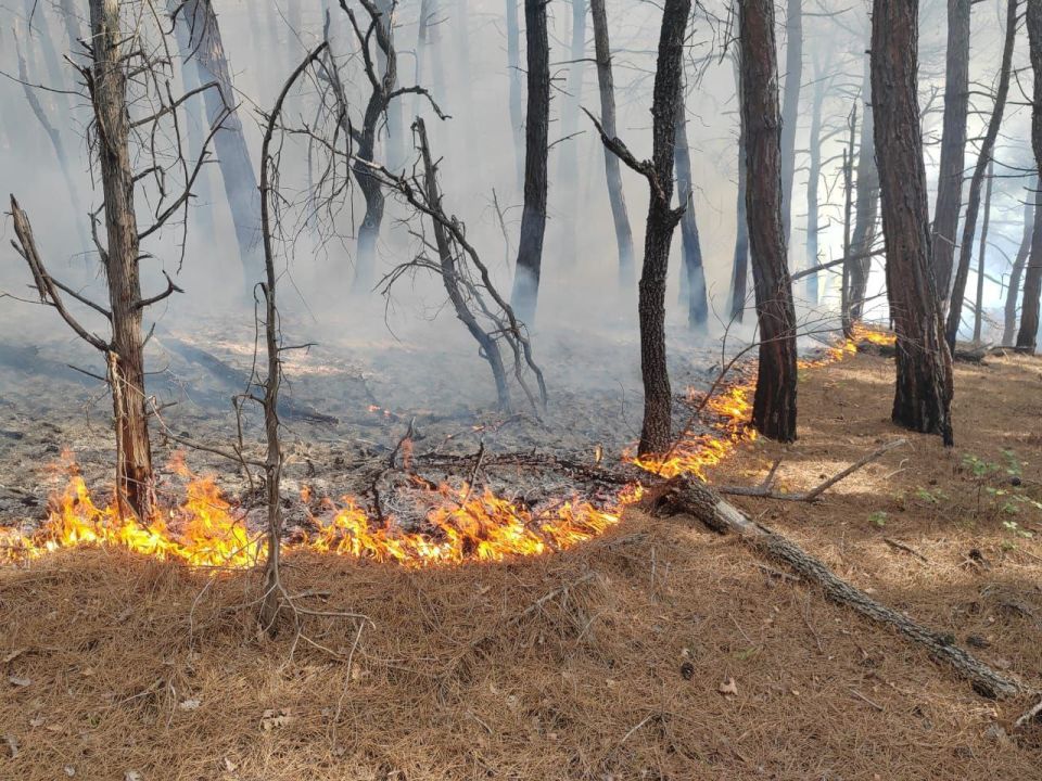 Лесной пожар в районе поселка Синегорск в Абинском районе потушили на площади 22 га